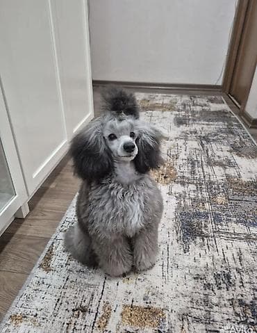 Үй жаныбарлары үчүн товарлар: Куплю или возьму на вязку кобеля породы Той Пуделя серого пепельного — 4