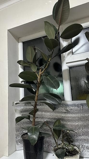 искусственные пальмы: Комнатные растения в горшках. 1) Фикус эластика (каучуконосный, сорт — 1