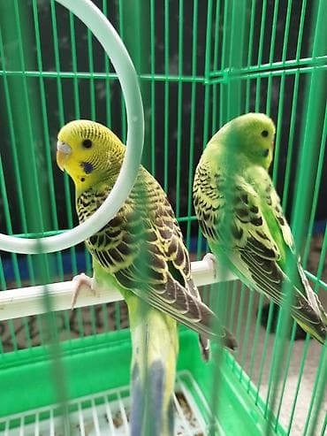 хомяк ош: Ассаламу алейкум Папугайлар пара🦜 сатылат! Клеткасы+жеми менен✅ — 2