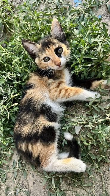 scottish fold: Кошка даром: Беспородная, Мальчик, Проглистована, Приучена к лотку — 3