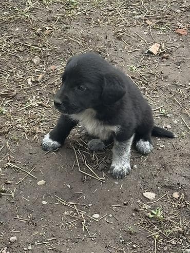 собака щенки: Щенки метисы, помёт из нескольких малышей. Окрас разный: - черные с — 3