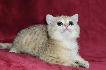кошка персидская шиншилла: Скотиш Страйт (Шотландская прямоухая), 2 месяца, Мальчик, Золотая шиншилла — 2