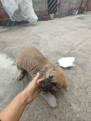 Щенок, похожий на алабая - Возраст: примерно –2 месяца (по фото —