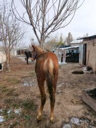 хомяк домашний купить: Продаю | Жеребенок | Полукровка | Рабочий — 4