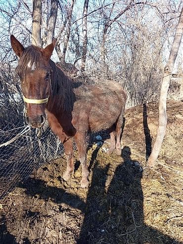 Услуги ветеринара: Продаю | Кобыла (самка) | Рабочий — 3