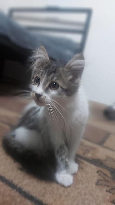 Цена договорная. Котёнок домашний, пушистый, с длинным хвостом и — 1
