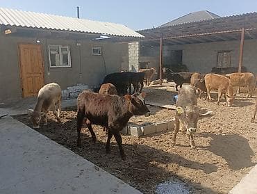 аквариумы с рыбками: Продаю | Музоо, торпок | Полукровка | На откорм — 2