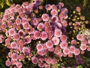 вилы садовые: Хризантемы мультифлора (садовые шары) - Компактные шаровидные кусты — 5