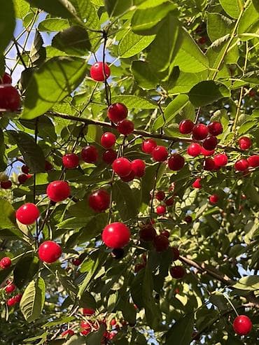 черный орех: Вишня В розницу, Самовывоз, Платная доставка — 3