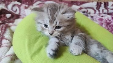 тай чистокровный: Шотландские котята - Пол: девочки — две фолд (вислоухие), две страйт — 3