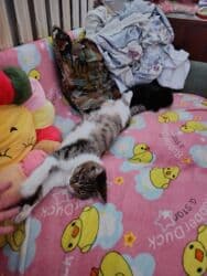 добрый: 5 месяцев, Мальчик — 15