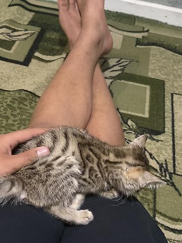 животные кошка: 2 месяца, Мальчик, Приучена к лотку — 1