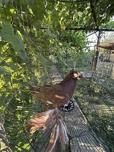 Двух чубые голуби на продажу молоносые
Цена от 2000 тысяча и выше at lalafo.kg Двух чубые голуби на продажу молоносые
Цена от 2000 тысяча и выше