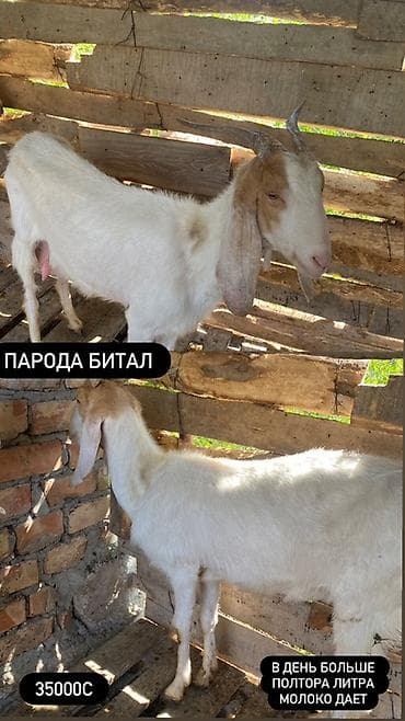 Животные: Продаю | Коза (самка) | Для молока | Для разведения — 3