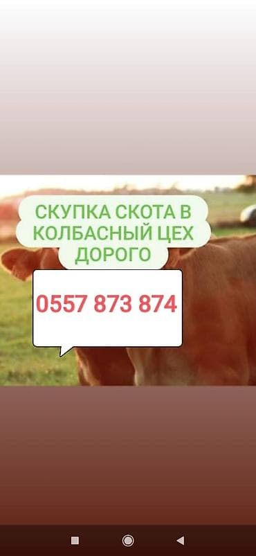 Куплю | Коровы, быки, Лошади, кони, Другие с/х животные | Откормленные, Круглосуточно, Любое состояние at lalafo.kg Куплю | Коровы, быки, Лошади, кони, Другие с/х животные | Откормленные, Круглосуточно, Любое состояние
