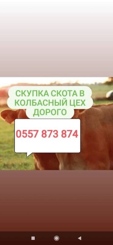 домик для животных: Куплю | Коровы, быки, Лошади, кони, Другие с/х животные | Откормленные, Круглосуточно, Любое состояние — 1