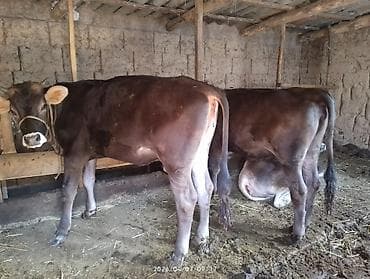 куплю мясо кролика: Продаю | Тёлка | На откорм, Для молока | Привязанные — 2