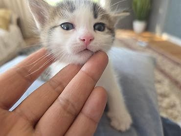 кошки кант: Беспородная, 1 месяц, Мальчик, Приучена к лотку — 3