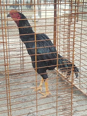 летучая мыш: Дакан короздор сатылат алмашу жолдору бар жемге жугоруго дакандарга — 7