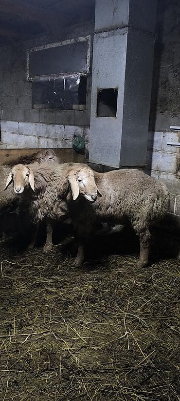 Продаю | Ягненок | Арашан | Для разведения | Племенные