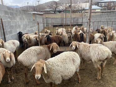 продаю кролов: Продаю | Овца (самка) | Арашан | Для разведения | Матка — 4