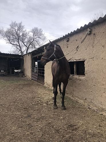 породы собак в бишкеке: Продаю | Конь (самец) | Полукровка, Английская | Для разведения, Конный спорт — 3