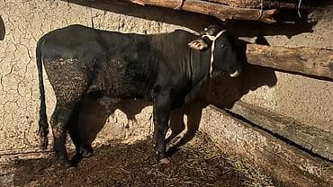 Продаю | Бык (самец) | На откорм | Привязанные