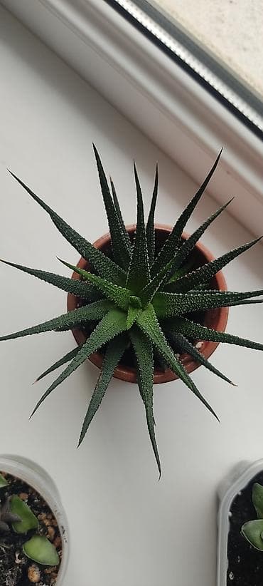 Промышленная химия: Алое декоративное — 1