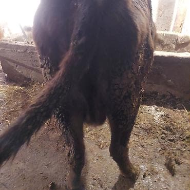 кролики гигант: Продаю | Корова (самка) | Для разведения | Стельные — 5