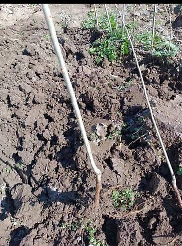 уголь орешек: Саженцы — 3