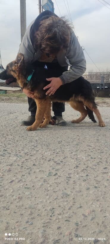 бельгийская овчарка щенок: Щенки немецкой овчарки4месяца - Пухнастые малыши с крепким костяком и — 4