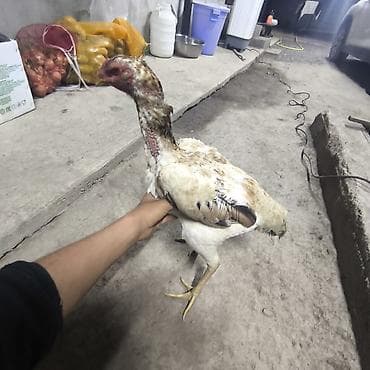 тоджон корейский бройлер: Продаю | Петух | Бойцовая | Для разведения — 2