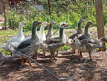 голова корова: Молодняк гусей, смешанная окраска (белые и серо-пестрые). - Возраст — 2