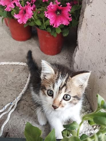 котенок даром: Кошка даром: Беспородная, Мальчик — 1