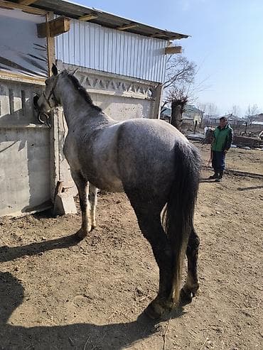 Животные: Продаю | Конь (самец) — 4