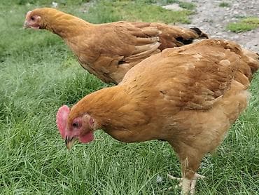 Животные: Продаю | Куры | Несушки — 6