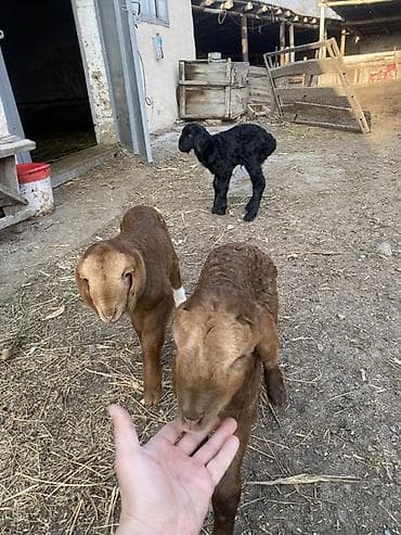 Корма для с/х животных: Продаю | Ягненок | Романовская | Для разведения | Осеменитель — 1