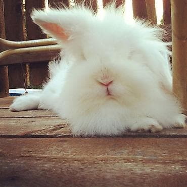 Белый львиноголовый декоративный кролик с пушистой шерстью в