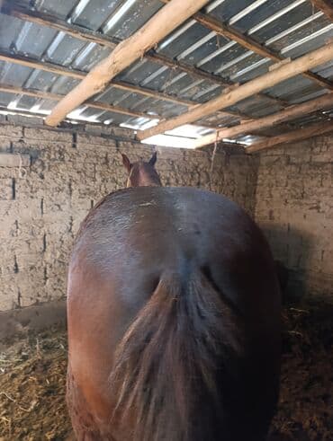 продаю в связи с переездом: Сатам | Жылкы (эркек) | Аргын | Көбөйтүү үчүн | Асыл тукумдуу — 1