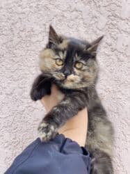 3 месяца, Мальчик, Приучена к лотку, Проглистована