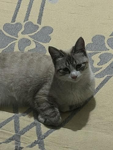 кошка американский керл: Ищем кота для вязки 🐾 Милая домашняя кошка с нежным окрасом поинт — 4