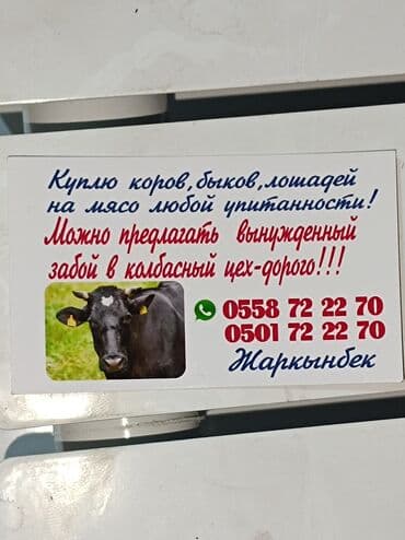 ит атабыз: Куплю | Коровы, быки, Лошади, кони | Круглосуточно, Любое состояние, На забой, на мясо — 1