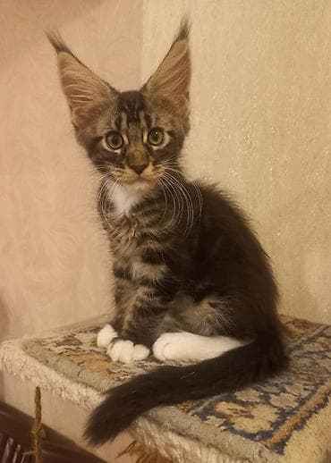 Животные: 🐾🐈 Котята мейн-кун, 2 шикарных котика готовы стать Вашими.❤️ Прививки — 6