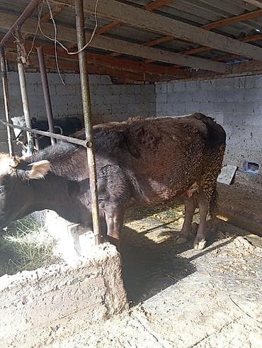 гисар матка: Продаю | Корова (самка) | Для молока | Привязанные — 9
