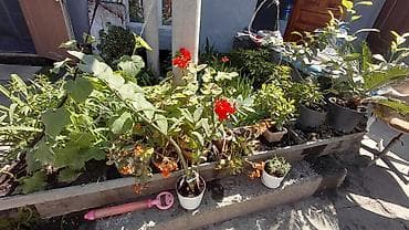 купить орхидею живую: Живые цветы в горшках — 7