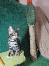 мейн кун бишкек 😺 питомник lyubushka 🐈 купить котенка 🐾 цена фото: Бенгальская, 1 месяц, Мальчик, Приучена к лотку, Проглистована, С документами — 14