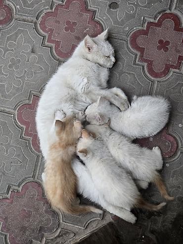 Отдам в хорошие руки