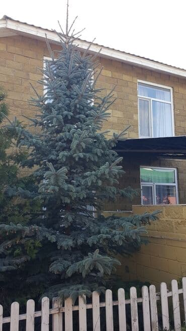 облепиха саженцы: Саженцы деревьев: Ели, Самовывоз — 6