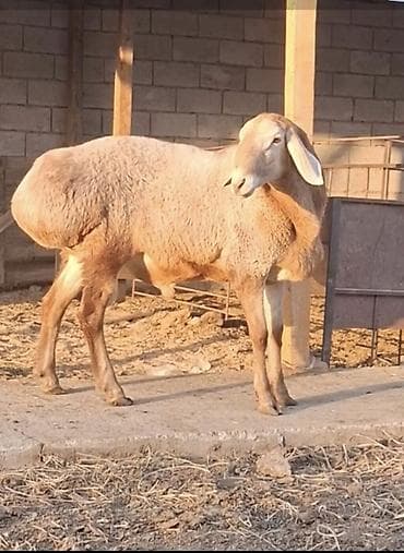 Продаю | Баран (самец) | Гиссарская, Полукровка, Долан | На забой, Для разведения, Для шерсти | Племенные