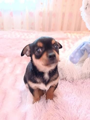 Щенок миниатюрной породы, окрас черно‑подпалый. Компактный формат